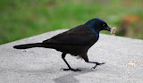 DSC_2263.JPG