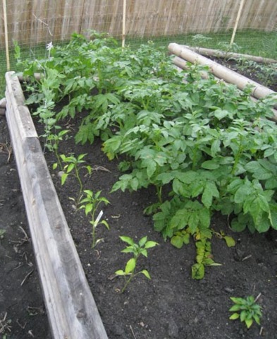 [june 24 garden WEB-18[6].jpg]