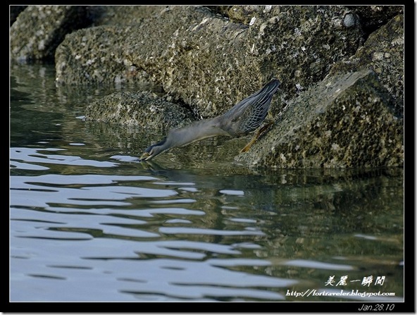 綠簑鷺(2010-01-27)4529