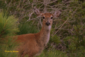 Deer in thick brush can be hard to hunt across parts of the south Hounds are used to push the deer.