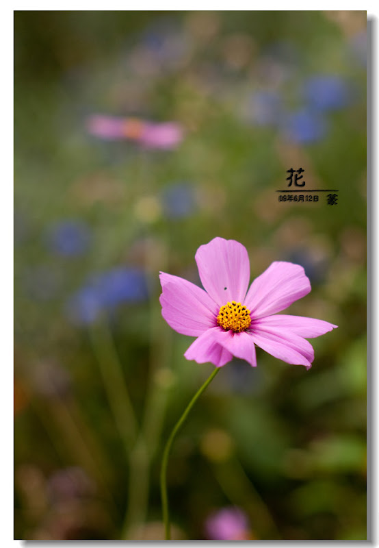 花卉