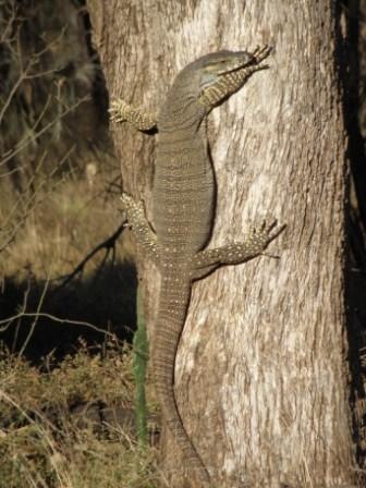 [GoannaCompressed[2].jpg]