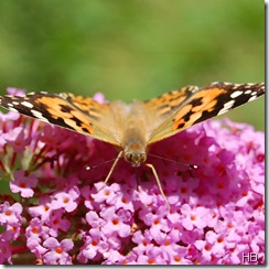 Schmetterling © H. Brune