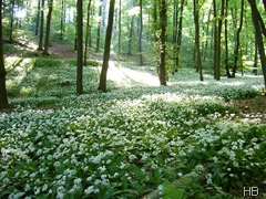 Bärlauchfeld im Teutoburger Wald © H. Brune