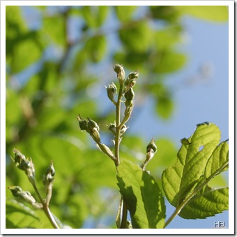 Knospen der Ramblerrose