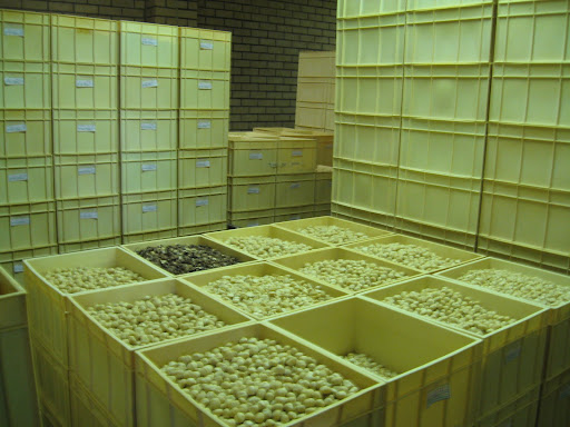 The Nut Factory
