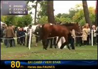 Voir le TOP 5 des ventes de chevaux Osarus