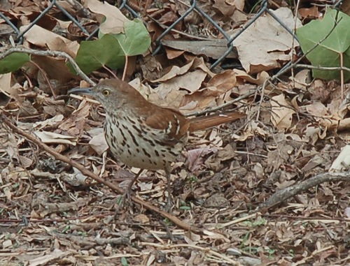 [Brown Thrasher by babyparentingguide[3].jpg]