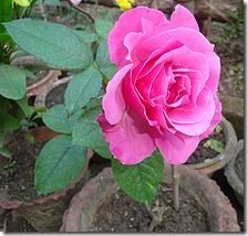 Rose Description