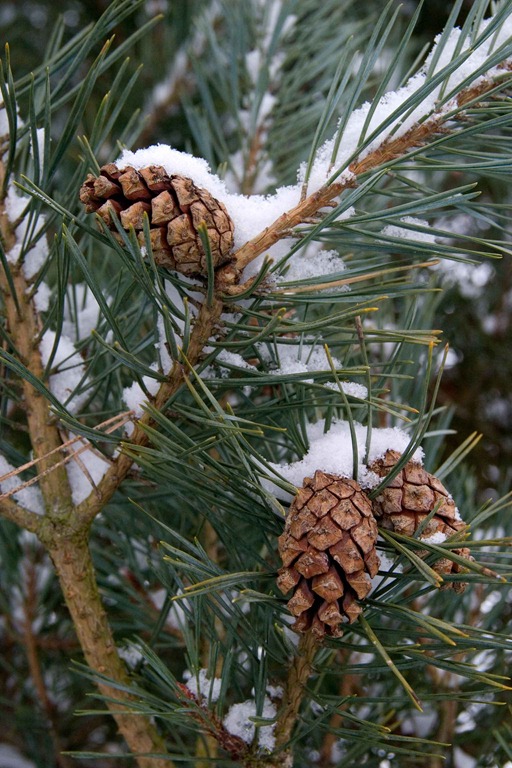 [snowy-woods-8[4].jpg]