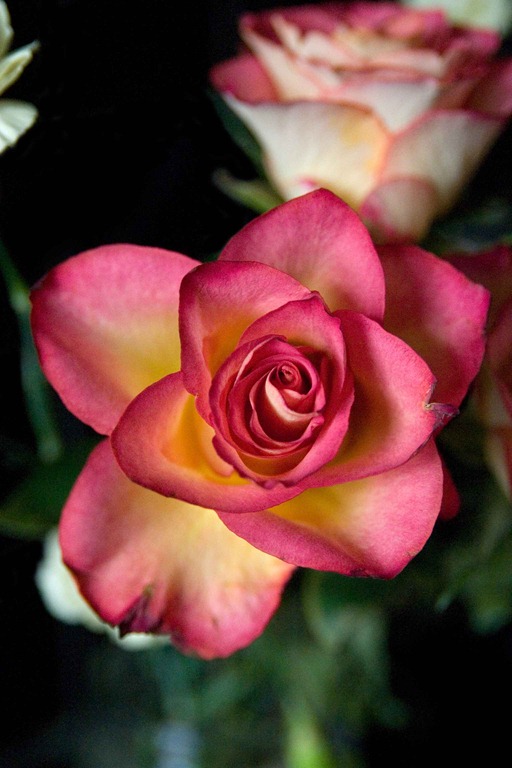 [rose-6[3].jpg]