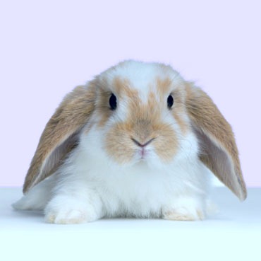 [rabbit[14].jpg]