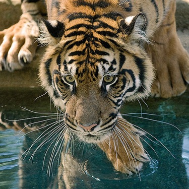 [animal,nature,tiger-bbc82432ba98595c14d9ebed871f6abf_h[1] Melati  pixelmasseuse  lurvely.com[4].jpg]