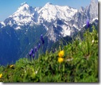 4 alpi4