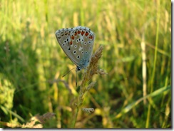 peperuda