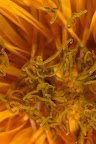 Canon MP-E 1-5x 65mm Macro Lens