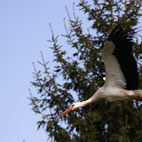 Fauna