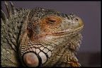 My pet green iguana, called "Žvėris" (Beast).