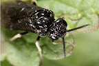 Canon MP-E 1-5x 65mm Macro Lens