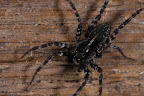 Canon MP-E 1-5x 65mm Macro Lens