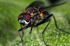 Fly pointing at me