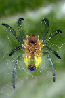 Small spider about 5 mm in size