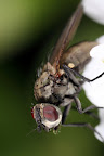 Fly