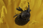 Various shots done with MP-E 1-5x 65mm Macro lens.