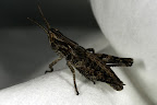 Various shots done with MP-E 1-5x 65mm Macro lens.