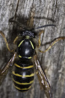 Various shots done with MP-E 1-5x 65mm Macro lens.