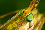 Various shots done with MP-E 1-5x 65mm Macro lens.