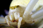 Various shots done with MP-E 1-5x 65mm Macro lens.