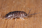 Various shots done with MP-E 1-5x 65mm Macro lens.