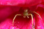 Various shots done with MP-E 1-5x 65mm Macro lens.