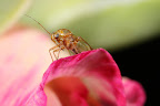Various shots done with MP-E 1-5x 65mm Macro lens.