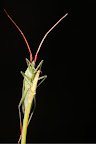 Various shots done with MP-E 1-5x 65mm Macro lens.