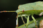 Various shots done with MP-E 1-5x 65mm Macro lens.