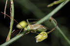 Various shots done with MP-E 1-5x 65mm Macro lens.