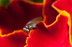 Various shots done with MP-E 1-5x 65mm Macro lens.