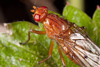 Various shots done with MP-E 1-5x 65mm Macro lens.