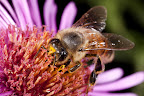Various shots done with MP-E 1-5x 65mm Macro lens.