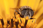 Various shots done with MP-E 1-5x 65mm Macro lens.