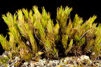Various shots done with MP-E 1-5x 65mm Macro lens.