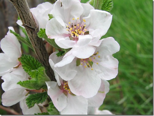 cherry-blossom-bush