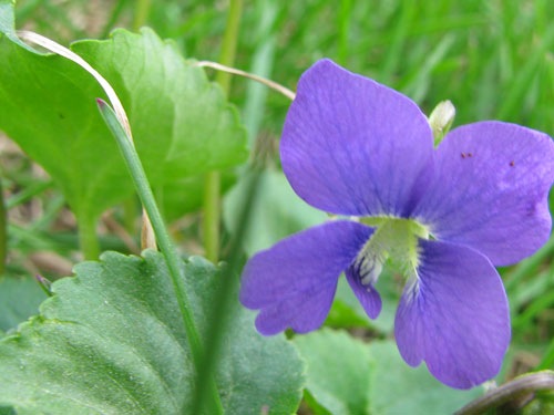 [purpleflower2.jpg]
