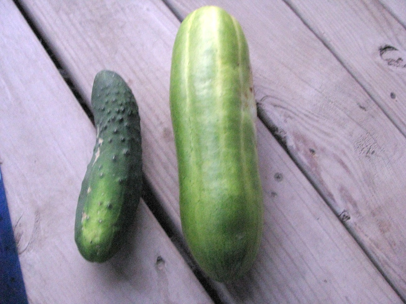 [cucumber[2].jpg]