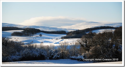 cheviots 4