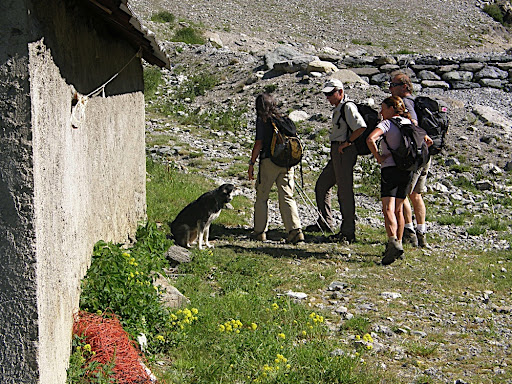 working Sheepdog+border+