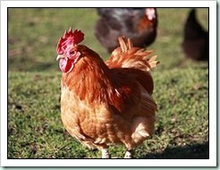 hen