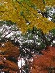 [autumn leaves[11].jpg]